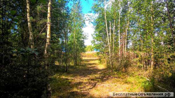 Участок 25 соток ИЖС на лесной опушке в 10-ти км. от Пскова