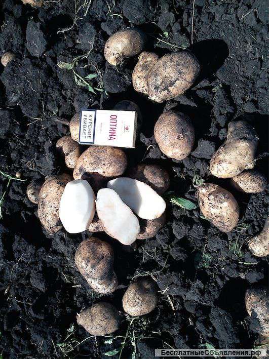 Картофель оптом от производителя круглый год