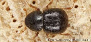 Уничтожение жука короеда холодным туманом