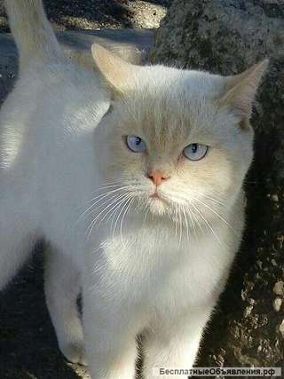 Шикарный котик с голубыми глазами ищет дом