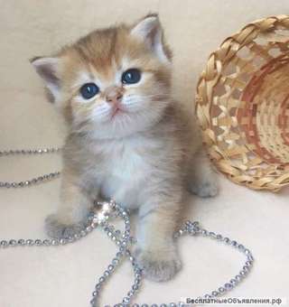Котенок