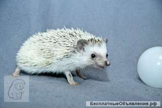 Декоративные домашние ежики