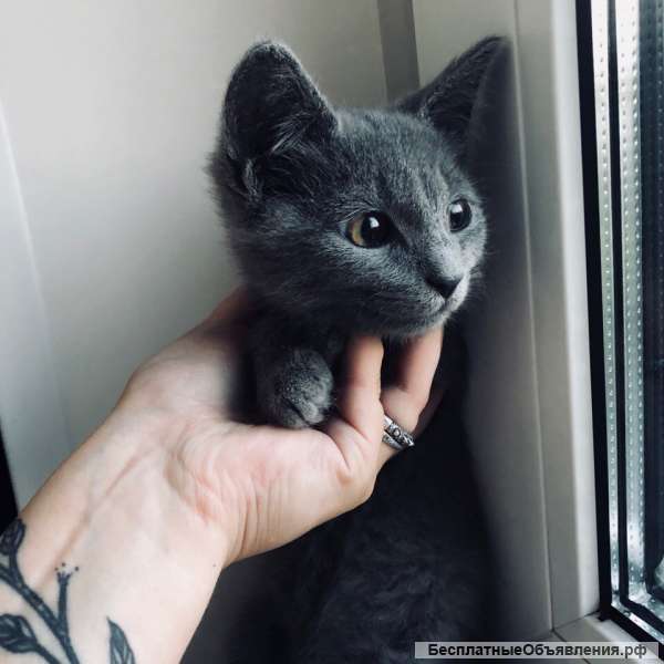 Котенок ищет дом Москва и МО