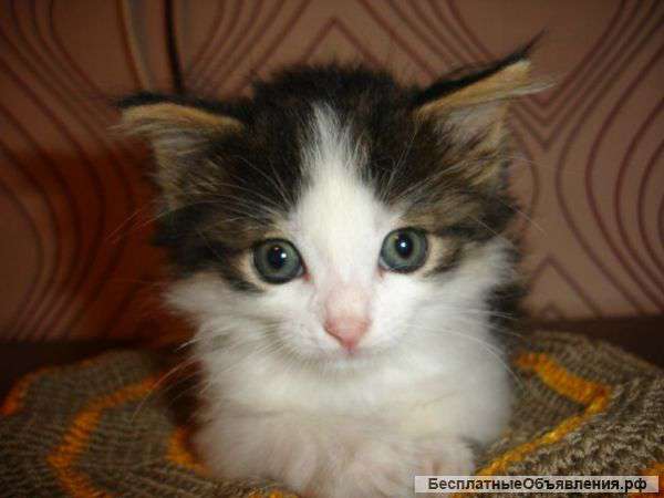 Волшебный котенок девочка 1 месяц. В дар.