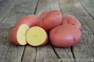 Картофель сорт Розара, калибр 5