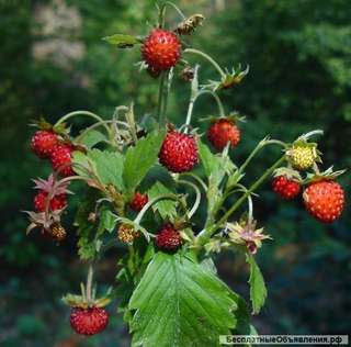 Маску - желе с земляникой