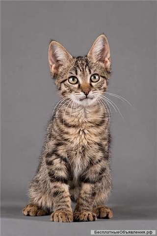 Котенок Славик ищет дом