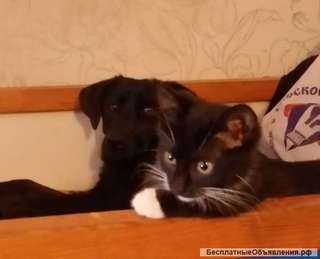 Котенок девочка в Добрые руки
