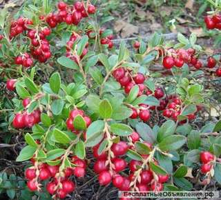 Саженцы брусники садовой оптом с доставкой по РФ