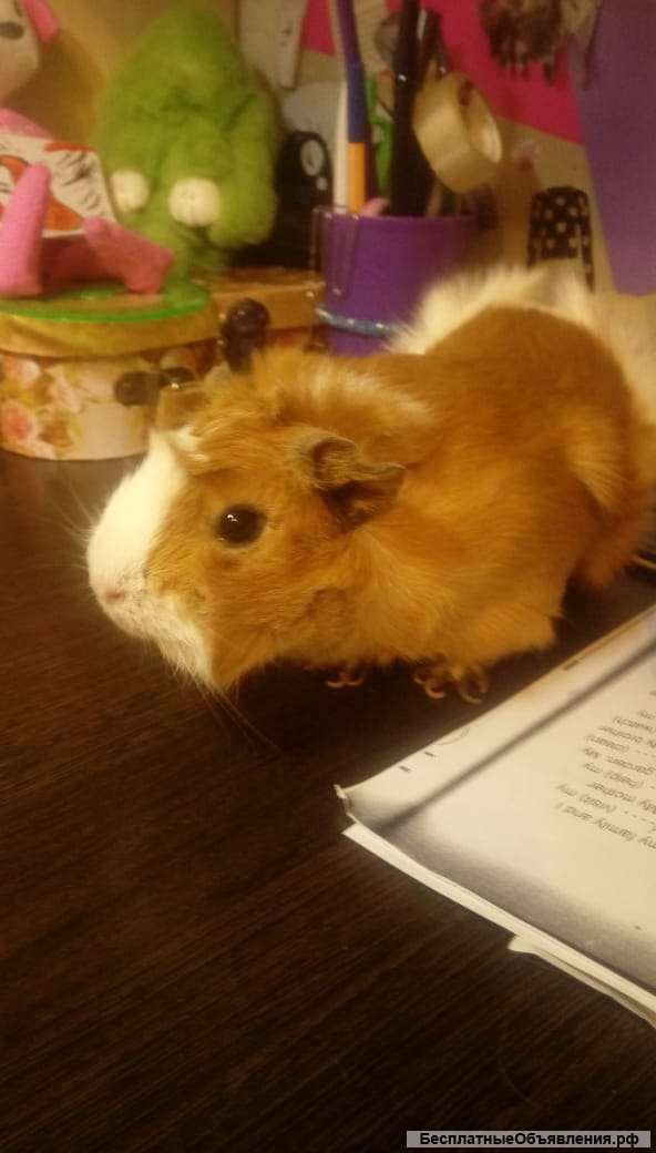 В добрые руки морскую свиннку