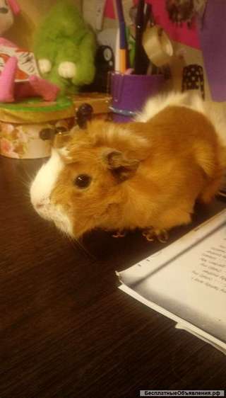 В добрые руки морскую свиннку