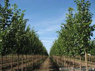Пихты, можжевельники, ели, сосны, туи, лиственницы, ивы, клены, липы оптом из питомника