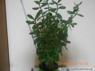 Денежное дерево