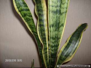 Сансевиерия