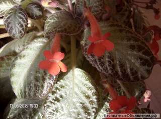 Эписция-красивое комнатное растение