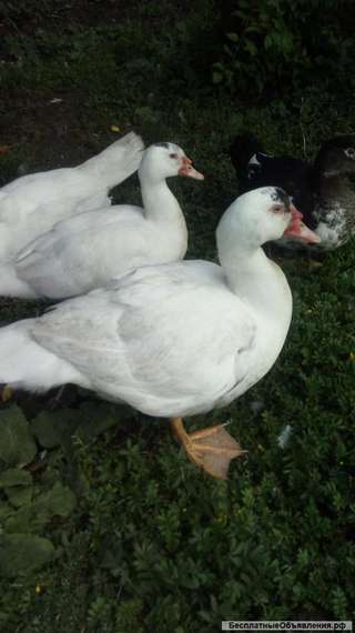 Утки мускусные