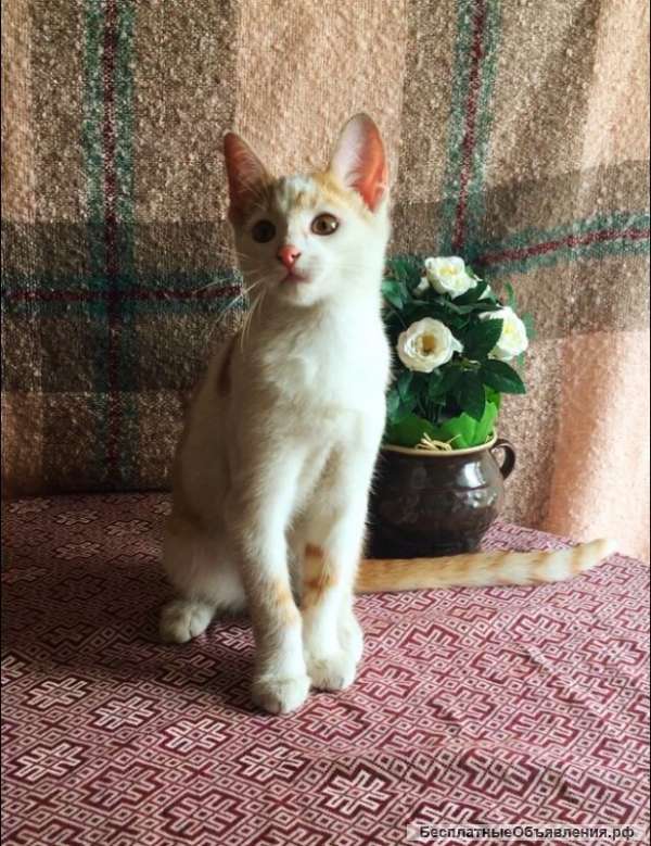 Солнечный котик в добрые руки