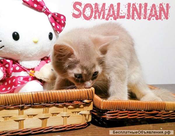 Сомалийские котята редкого окраса Фавн и окраса Сорель