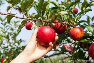 Вахтовики на сбор яблок