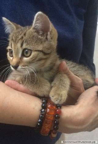 Котенок в добрые руки