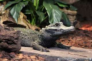 Крокодилы 1,5 месяца, 2 самца и 3 самки