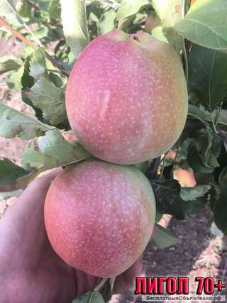 Яблоки оптом от произвоителя