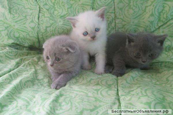 Шотландские плюшевые котятки