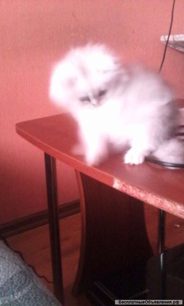 Котята персидской серебристой шиншиллы