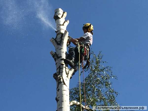 Обрезка деревьев