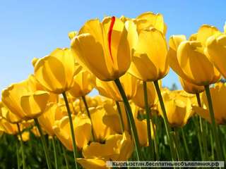 Покраска потолков стен эмульсия