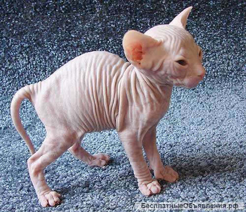 Котят донского сфинкса