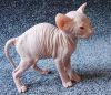 Котят донского сфинкса