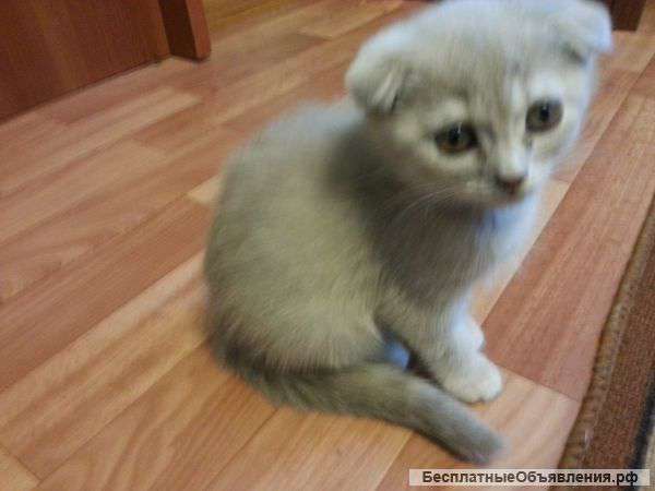 Вислоухих котят