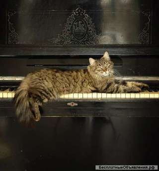 Уроки игры на гитаре и фортепиано (синтезаторе)