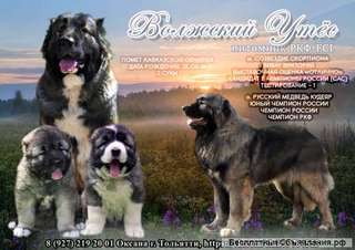 Шенок, сука кавказской овчарки