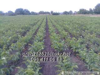 Саженцы грецкого ореха