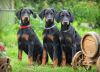Щенки добермана п-к "Из Зоосферы"