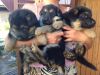 Щенков немецкой овчарки