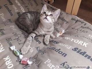 Ищем дом для двух котят