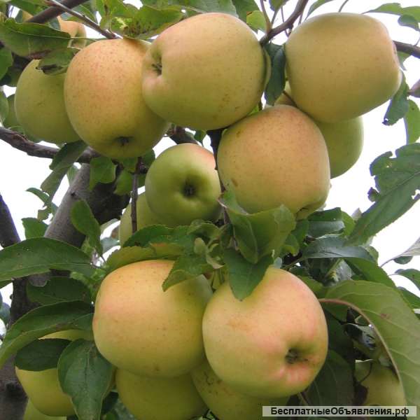 Яблоки из Солнечного Крыма