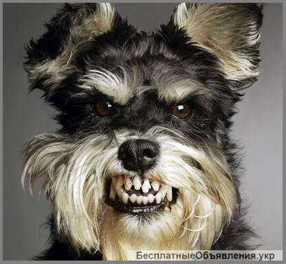 Кінолог з Коломиї, дресирування собак, он-лайн консультації