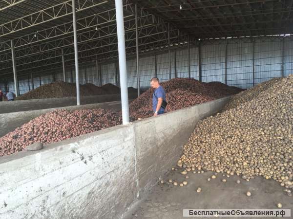 Картофель оптом