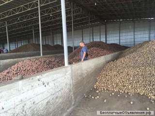 Картофель оптом