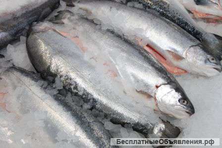Форель и лосось оптом
