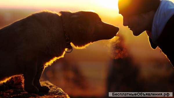 Дрессировка собак в Москве на все 100 %