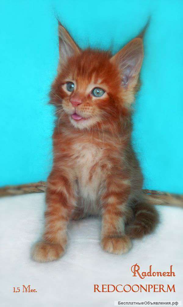 Эксклюзивный Кот мейн - кун