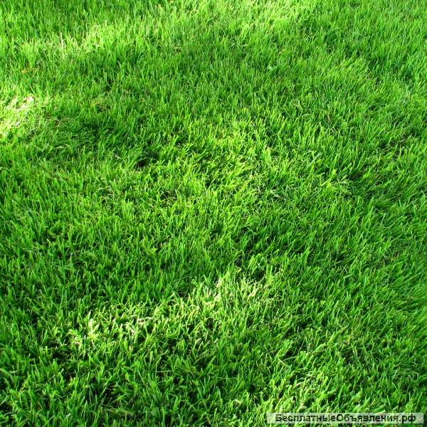 Газон под ключ