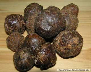 Закупаем прополис