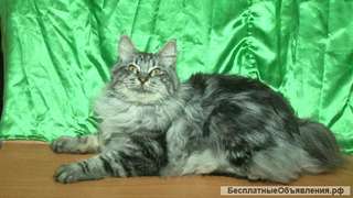 Котята - коты курильские бобтейлы