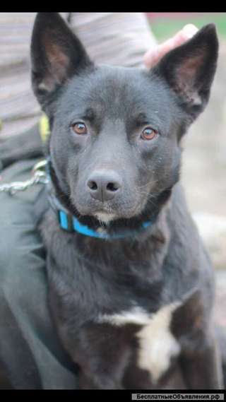 Ищет дом Тимоша, преданный и верный пёс